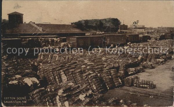 Baumwollpfluecker Cotton Pickers Cotton Scene Galveston Tex