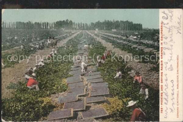 Gaertner Drying Raisin Crapes in California