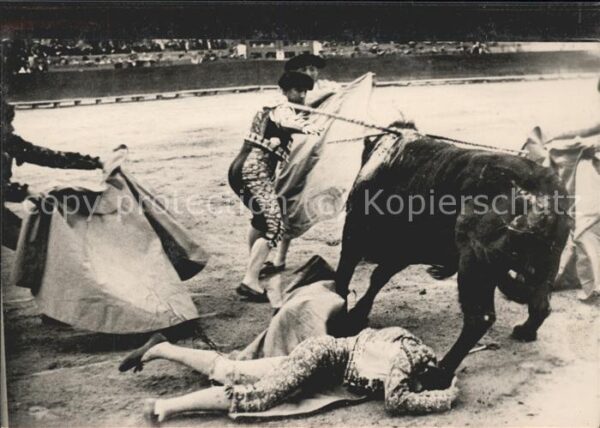 Stierkampf Stier Spanien