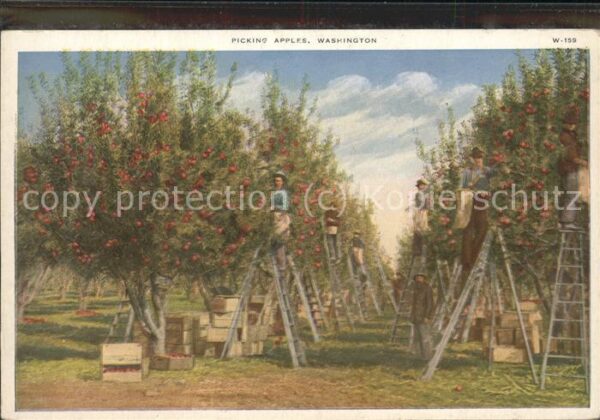 Gaertner Picking Apples Washington Apfelernte Ob