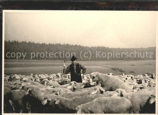 Hirte Schafhirte