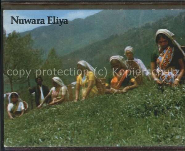 Typen Nuwara Eliya Sri Lanka Tea Pluckers Tee