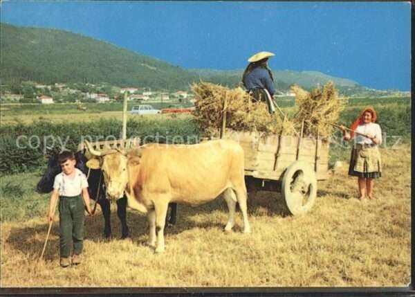 Landwirtschaft Bauern Feldarbeit Kühe