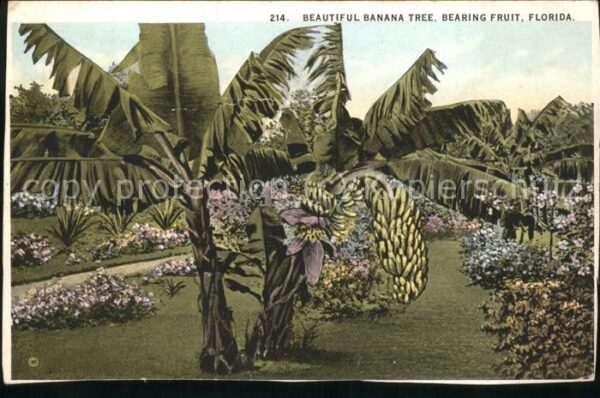 Bananen Banana Tree Bearing Fruit Florida