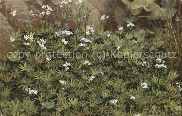 Pflanzen Aperula odorata Waldmeister