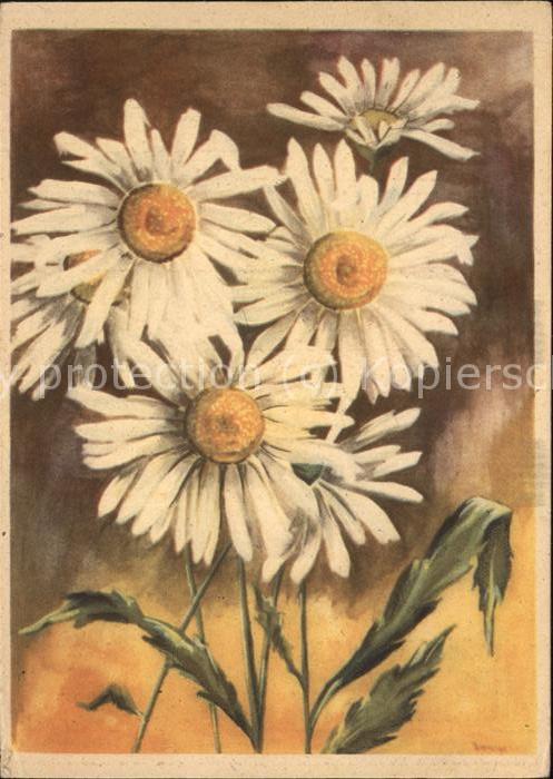 Blumen Margeriten Künstlerkarte