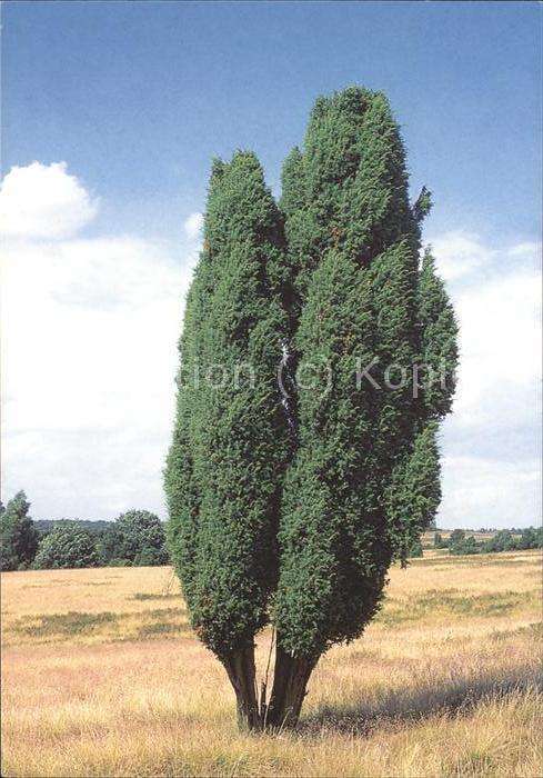 Baeume Trees Wachholder
