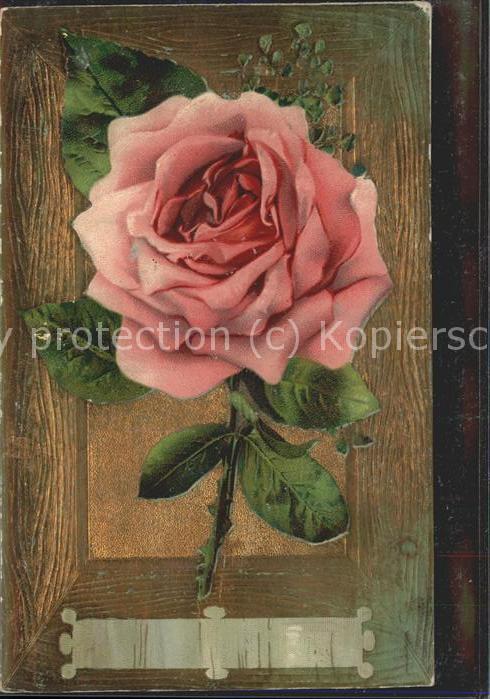 Rose Rose