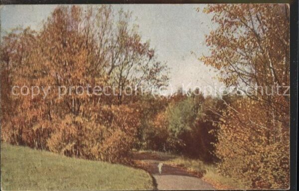 Baeume Trees Natur Herbst