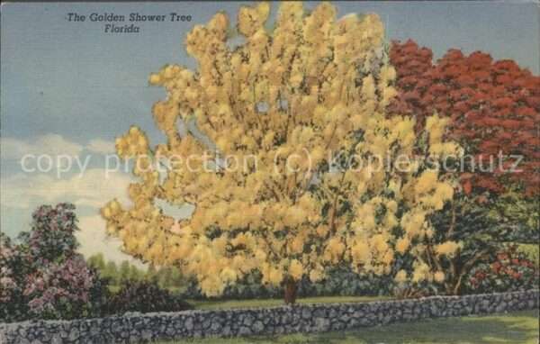 Baeume Trees Golden Shower Tree Florida
