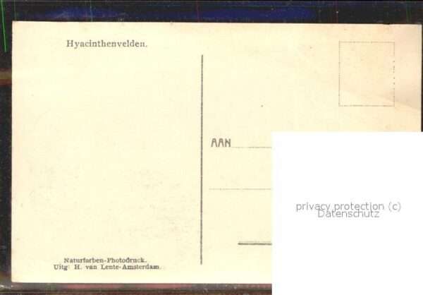 Landwirtschaft Hyacinthenvelden Amsterdam – Bild 2