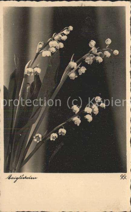 Maigloeckchen Foto