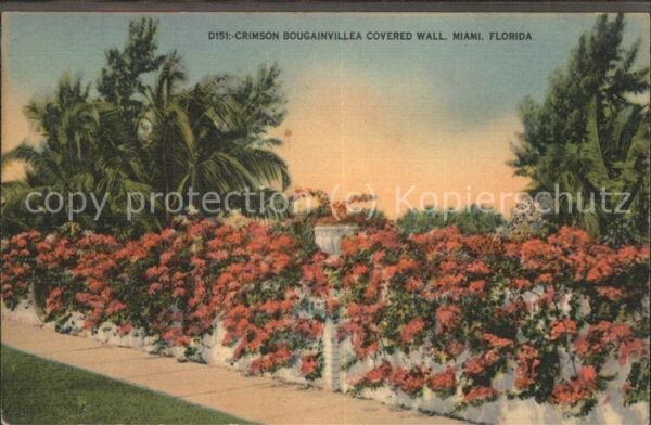 Blumen Crimson Bougainvillea Covered Wall Miam