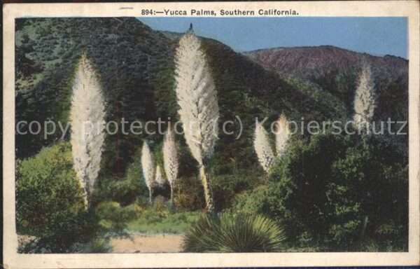 Baeume Trees Yucca Palms Sothern California