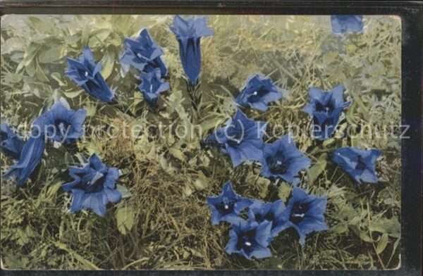 Blumen Natur