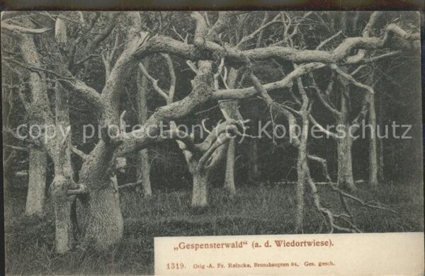 Baeume Trees Gespensterwald Wiedortwiese