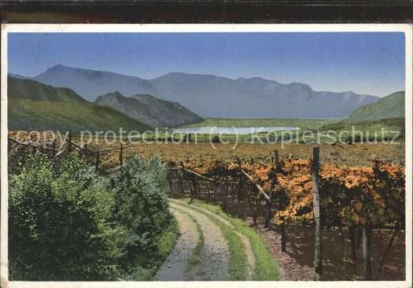 Trento Weinberge