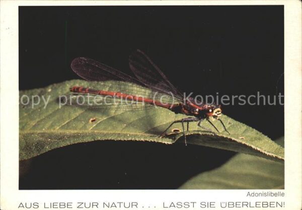 Tiere Adonislibelle Liebe zur Natur Fotografi