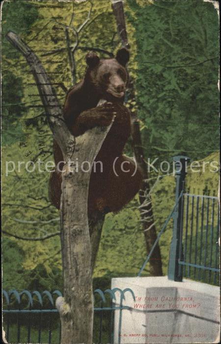 Tiere Braunbär
