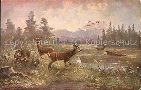 Tiere Rehe mit jungen