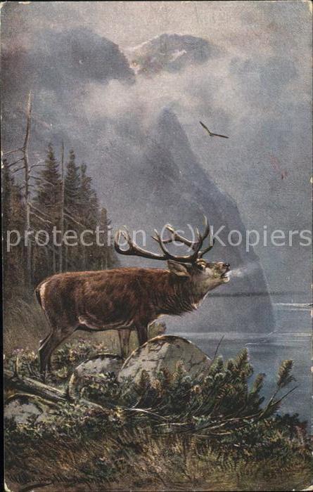 Tiere Elch Ufer