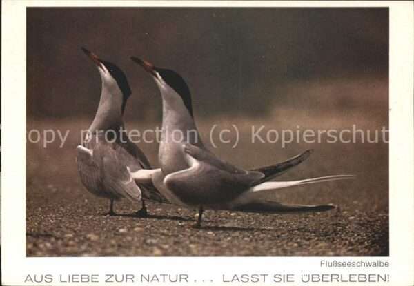 Tiere Flussseeschwalbe