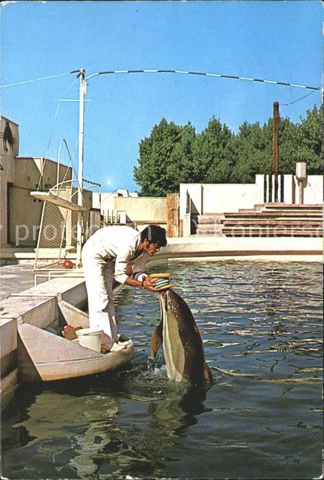 Tiere Delfin-Becken Ringe