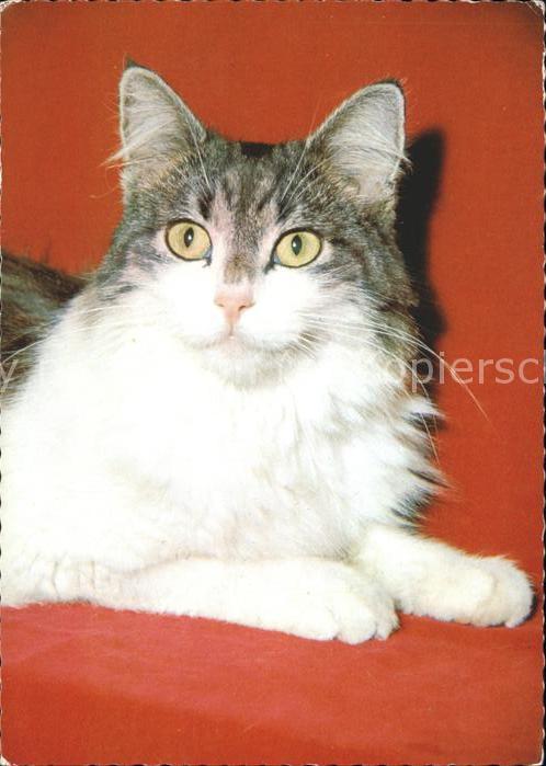 Tiere Katze