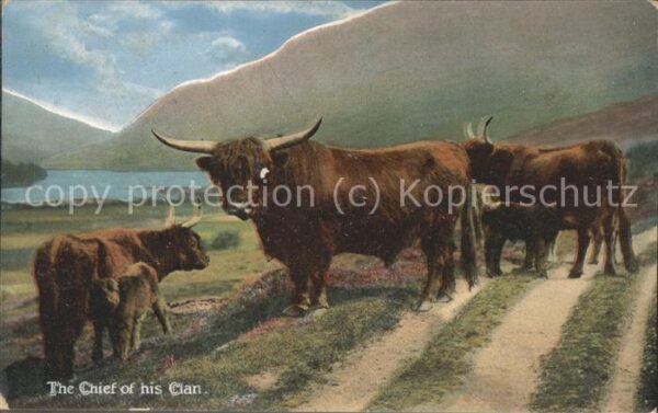 Tiere Büffelherde