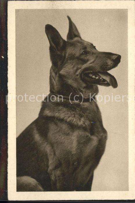 Tiere Hund