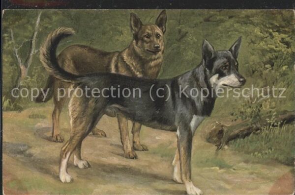 Tiere Hunde