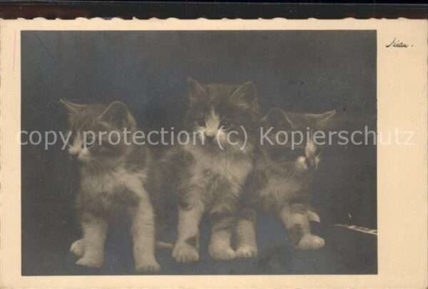 Katzen