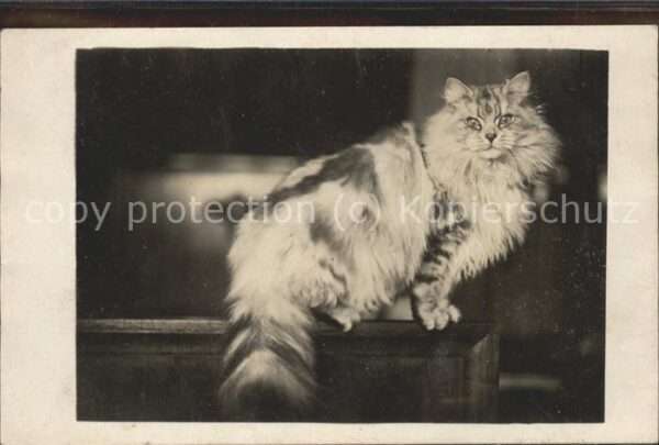 Katzen