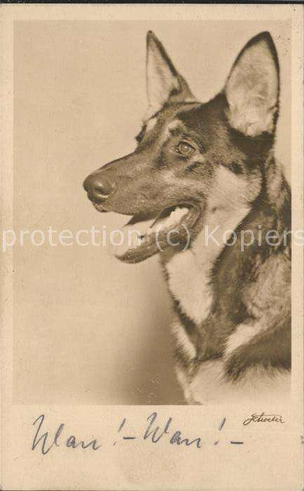 Hunde