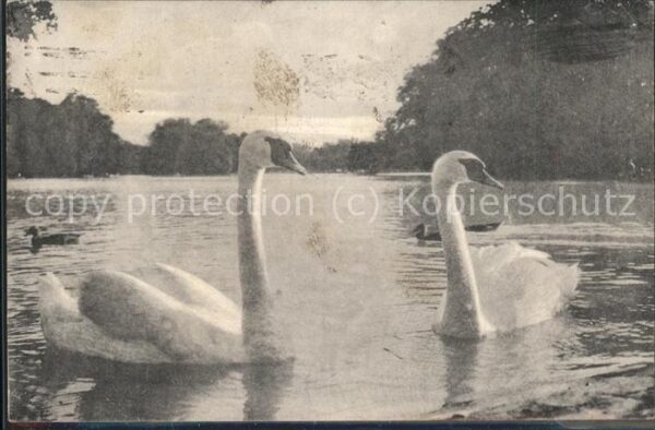 Tiere Schwane Enten