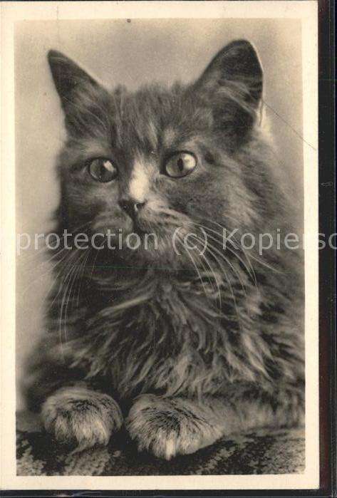 Katzen