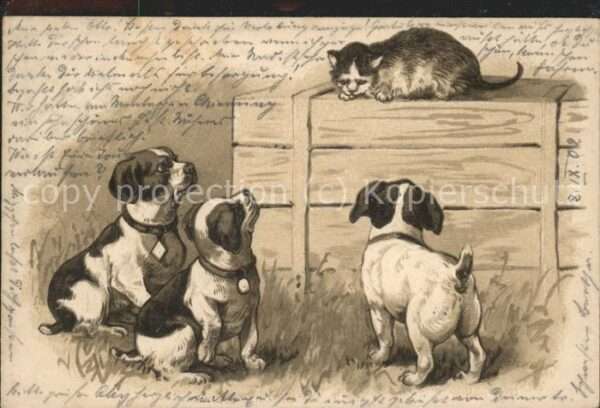 Hunde Katzenjagd
