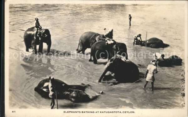 Elefant
