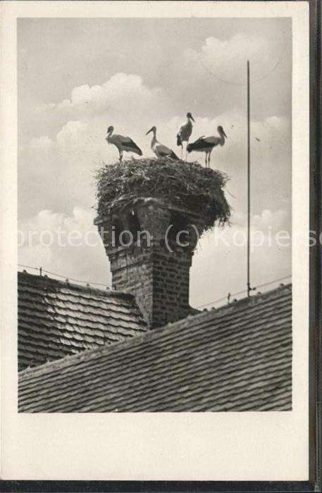 Tiere Storche Nest