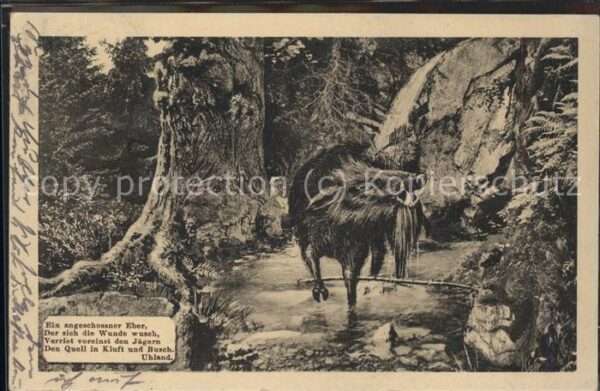 Tiere Eber Baden