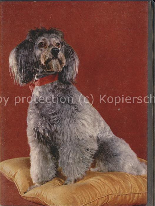Hunde Pudel