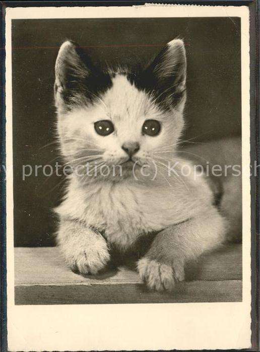 Katzen