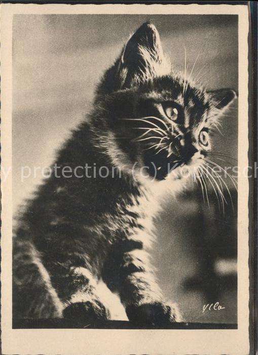Katzen