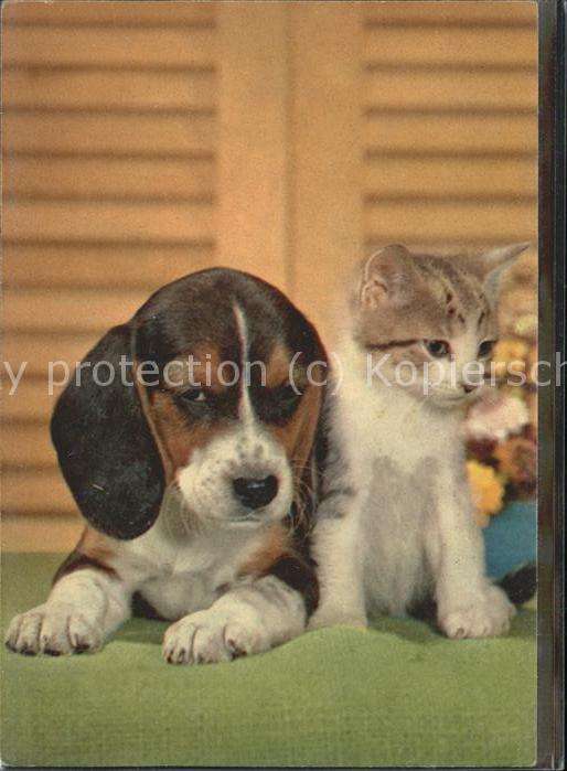 Tiere Hund Katze