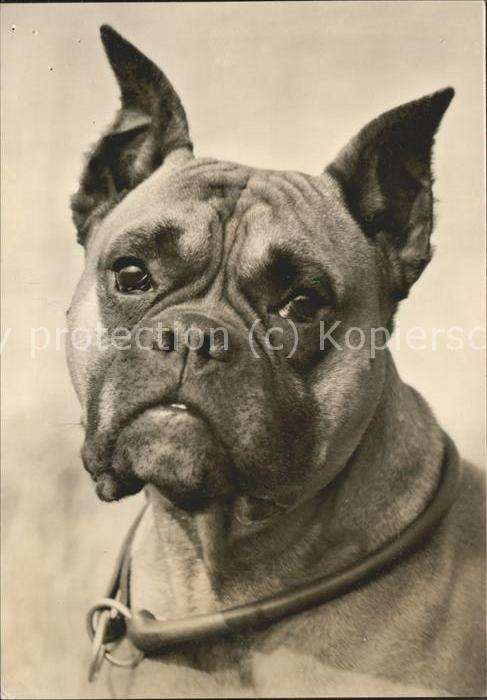 Hunde