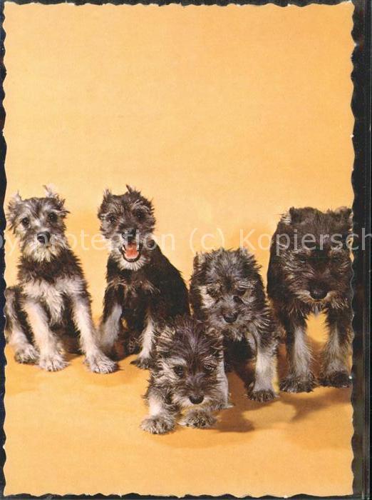 Hunde