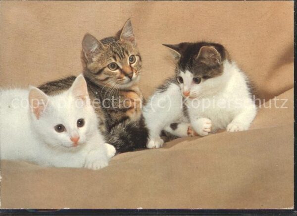 Katzen