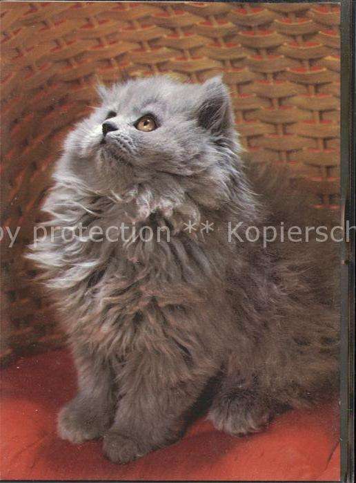 Katzen Perserkatze Foto