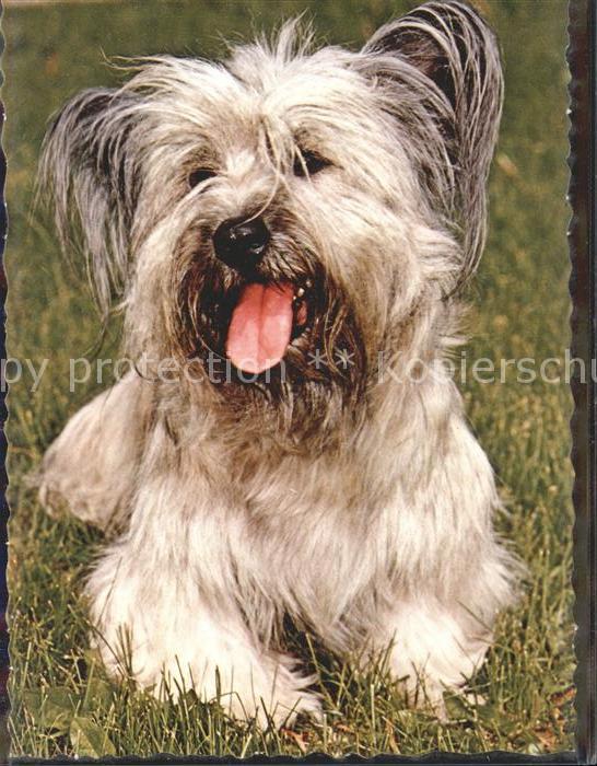 Hunde Skye-Terrier