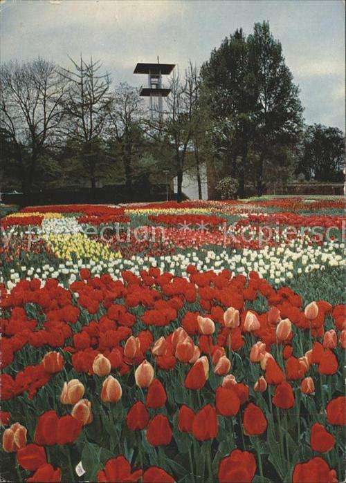 Bundesgartenschau Stuttgart Tulpen